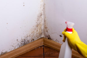 best way to get rid of mold