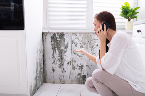 How long does it take to remove mold from a house
